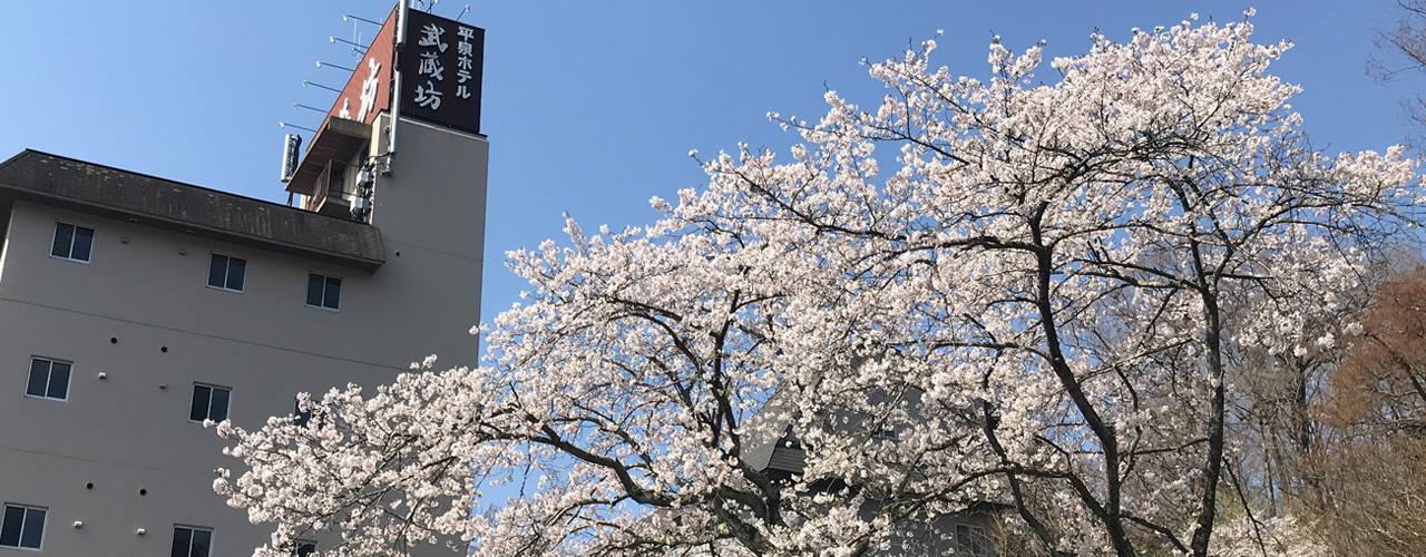 平泉ホテル武蔵坊の玄関前の桜